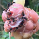 Abejas buitre se alimentan de pollo crudo en Costa Rica